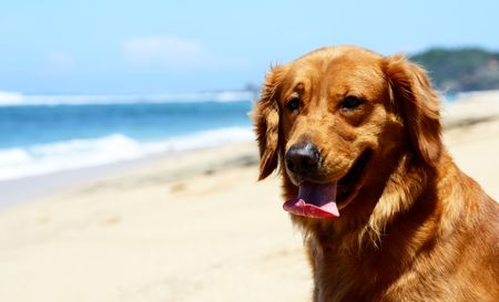 A golden retriever posing on the beachの写真素材