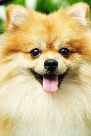 A portrait of a cute pomeranian dogの写真素材