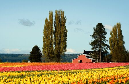 A shot of beautiful and colorful tulips fieldの写真素材