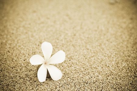 A shot of a single flower on the beachの写真素材