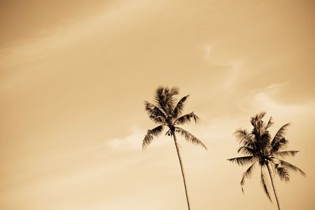 A shot of a pair of palm or coconut trees の写真素材