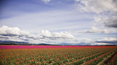 Rows of beautiful red tulips at a tulip farmの写真素材