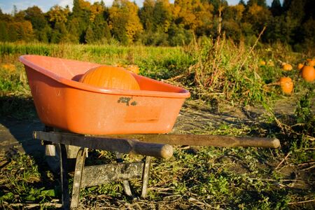 A shot of a pumpkin in a wagon at the pumpkins patchの写真素材