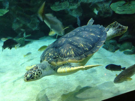 Amazing sea turtle