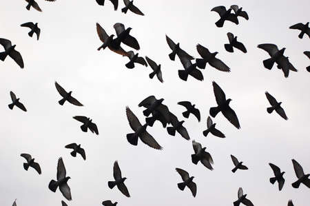 Silhouettes of flying birds in black and whiteの写真素材