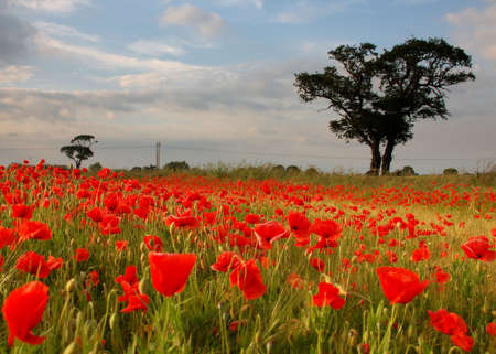 A meadow full of poppies with single tree and sunrise in the backgroundの写真素材