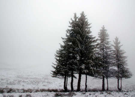 Landscape with line of trees with fog