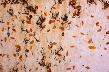 Leaves and other part of trees lying on a cotton umbrellaの写真素材