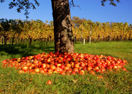 An apple tree with a pile of windfall and an autumn vineyrad in the background