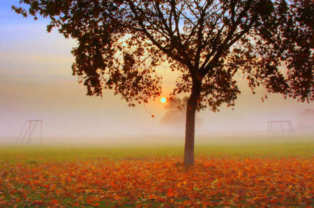 An autumn tree with fallen red leaves in front of a soccer playground and a misty morning sunriseの写真素材
