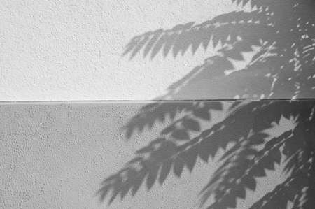 Shadows of a tree on a wall in black and white