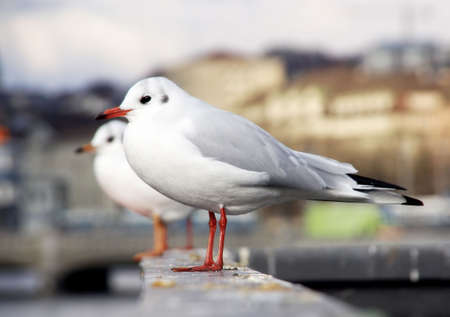 Seagulls on a handrail with blurred city in the backgroundの写真素材