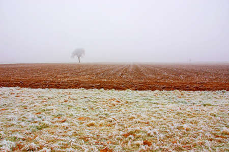 Lonely tree in the fog on a frozen fieldの写真素材