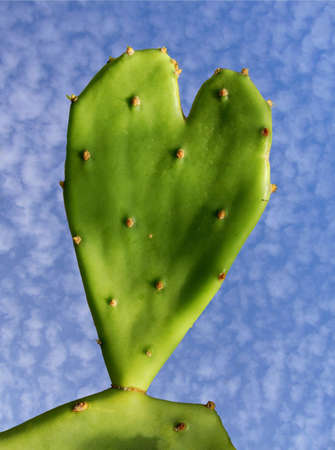 Green cactus in heart shape against a blue sky の写真素材
