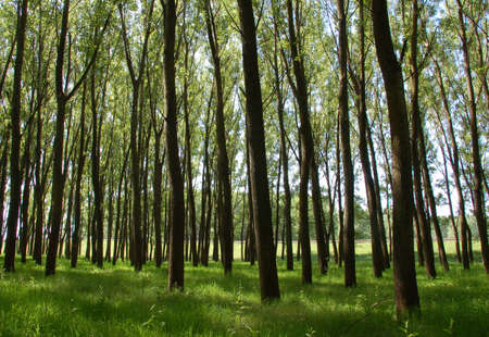 High trees with green grass in an alluvial forest