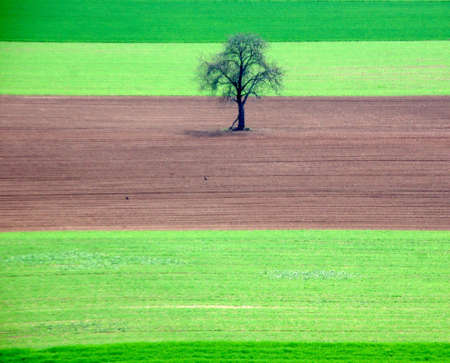 Lonely single tree on a green and brown agriculture landscapeの写真素材