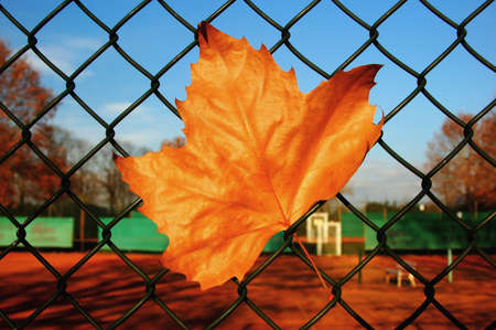Single autumn maple leaf in a fenceの写真素材