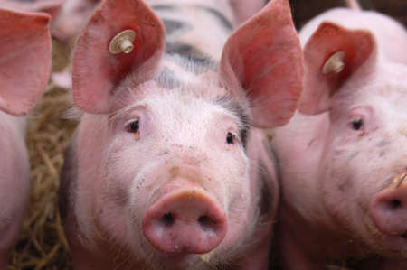 Cute young pigs in a pigpen