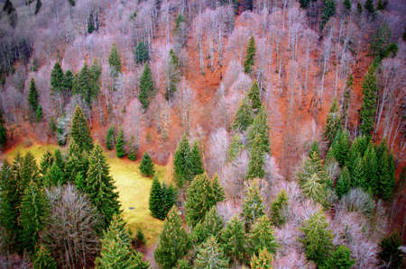 Aerial view of a colorful forestの写真素材