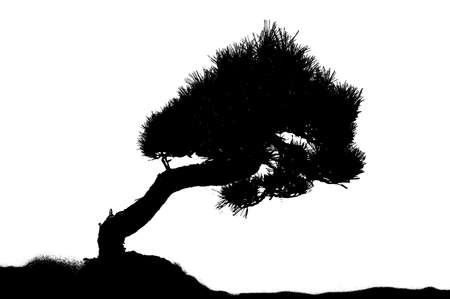 Silhouette of an asian pine treeの写真素材