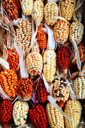 Arrangement of different sorts of cornの写真素材
