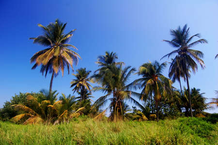 Palm trees in the tropicの写真素材