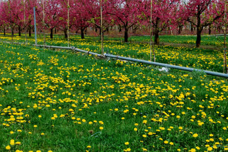 Cherry trees, green grass and dandelions