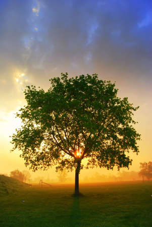 Lonely tree during a misty morning sunriseの写真素材