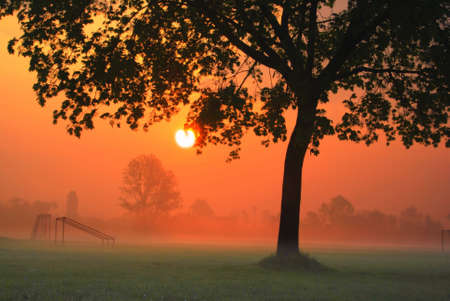 Silhouette of a tree at a morning sunriseの写真素材