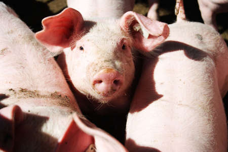 Cute young pig looking out of a pigpenの写真素材