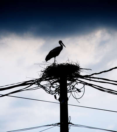 Silhouette of a stork in a nest の写真素材