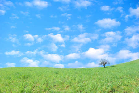 Lonely tree on a green meadow with white cloudsの写真素材