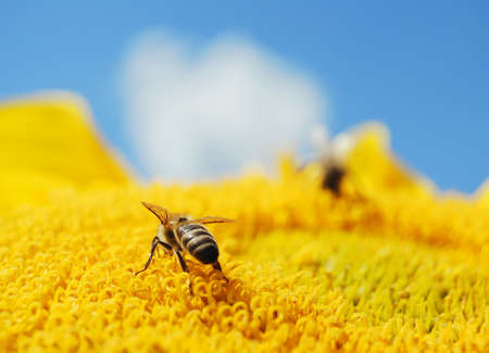 Bee on a bright sunflower with blue skyの写真素材
