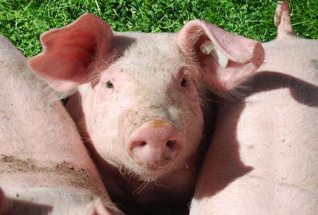 Cute young pig on a meadowの写真素材