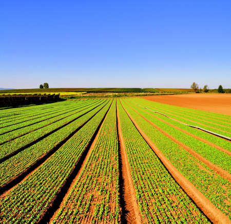 Agriculture landscape with rows of salad