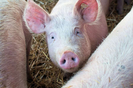 Cute young pig looking up in a stableの写真素材