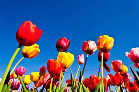 Colorful tulips against a blue skyの写真素材