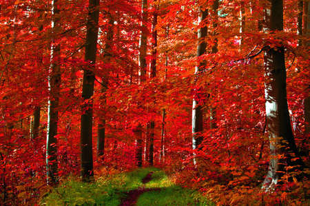 Path through an autumn forest with red leavesの写真素材