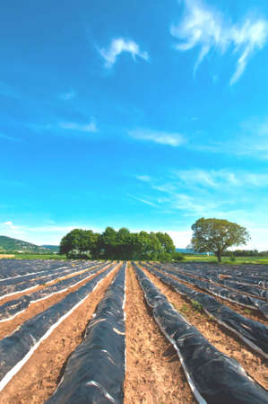 Soil covered rows on an asparagus fieldの写真素材
