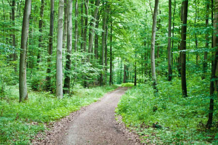 Hiking trail leading through a beech forest in springの写真素材