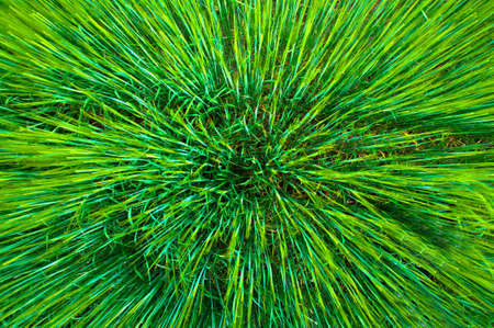 Aerial close view of an agriculture wheat field の写真素材