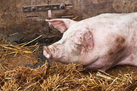 Big pig sleeping in a hay covered stableの写真素材