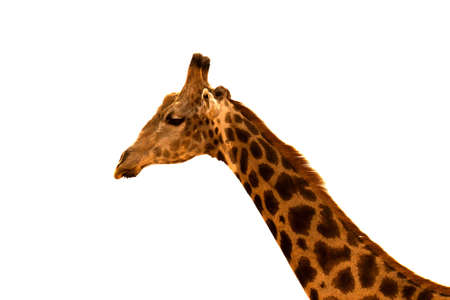Head and neck of a giraffe isolated の写真素材