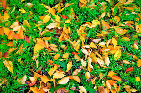 Red and yellow autumn leaves on green grass viewed from topの写真素材