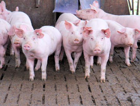Group of pigs in a stableの写真素材