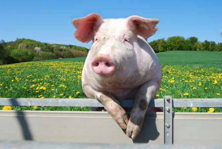 Pig looking over a fence on a spring meadowの写真素材