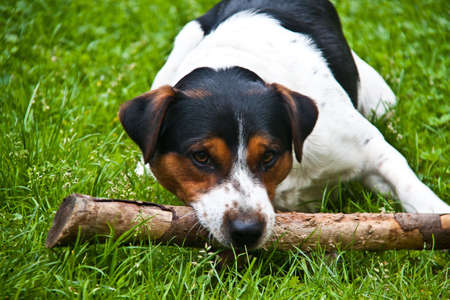 Young Jack Russell dog on a meadow with a stickの写真素材