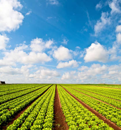 Rows of salad and a blue sky on a field in the Bretagne in Franceの写真素材