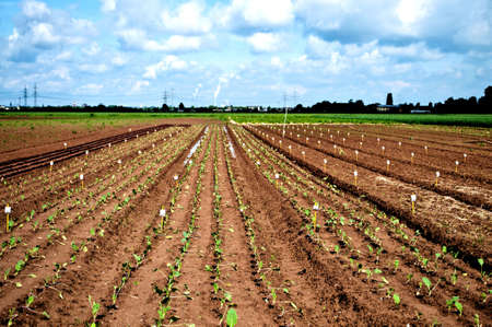 Rows of a  new fresh salad test fieldの写真素材