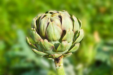 Artichoke plant in a garden with blurred backgroundの写真素材